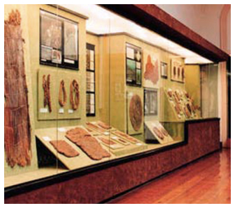 Museo Canario